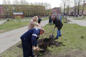 Около 1000 деревьев и кустарников высажено сегодня в Мысках в рамках акции «Всероссийский День посадки леса».