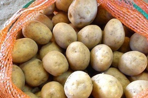 Пять тысяч многодетных семей будут обеспечены семенным картофелем.