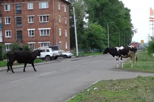 Владельцев гуляющих по улицам города коров будут штрафовать.