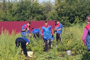 Молодежь Мысков помогает пожилым людям в уборке урожая.