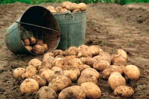 Губернатор объявил о всекузбасских днях уборки картофеля.