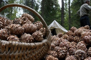Кузбассовцы смогут собирать кедровые шишки с 20 августа.