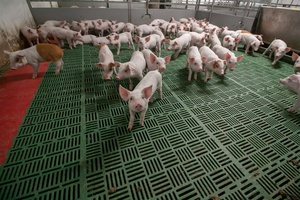 Нацпроект помог кузбасским животноводам увеличить выпуск мясной продукции.