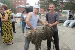 Мысковские семьи стали участниками областной благотворительной акции по выдаче овец.