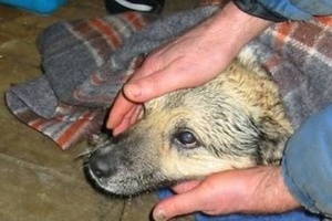 Операция по спасению двух собак с ледореза на реке Мрас-Су завершена.