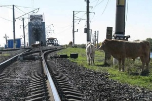 За август месяц в границах города Мыски зафиксировано 6 случаев безнадзорного выпаса домашних животных вблизи железнодорожных путей.