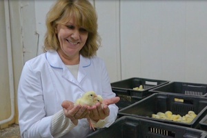 В Мысках оптимизируют производство мяса птицы