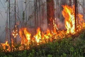 Правила поведения в случае возникновения лесного пожара.