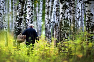 Как не заблудиться в лесу