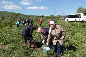 Сегодня мысковчане приняли активное участие во Всекузбасском дне посадки деревьев.