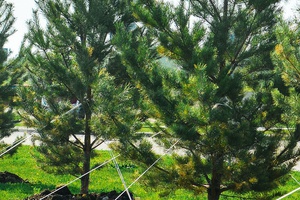 Более 20 тысяч деревьев и кустарников высадят в Кузбассе благодаря акции «Мой зеленый двор».