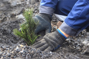 Угольная компания «Южный Кузбасс» в рамках программы рекультивации нарушенных земель на 2019 год планирует высадить около 68 тыс. саженцев деревьев. Затраты составят 1,8 млн рублей.
