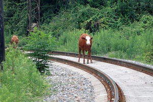 Железнодорожники обеспокоены участившимися случаями выхода крупнорогатого скота на железнодорожный путь.