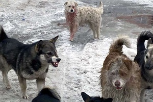 За январь в городскую единую дежурно-диспетчерскую службу от мысковчан поступило 12 заявок на отлов бродячих собак.