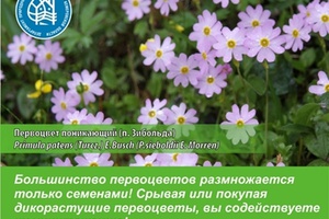 «Сохраним первоцветы» – акция с таким названием проходит в Кемеровской области.