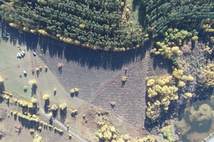 В КуZбассе объем незаконных рубок леса с начала 2023 года сократился на 62%.