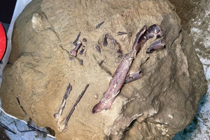 На территории КуZбасса впервые в России найдены окаменелости хищного динозавра мелового периода.